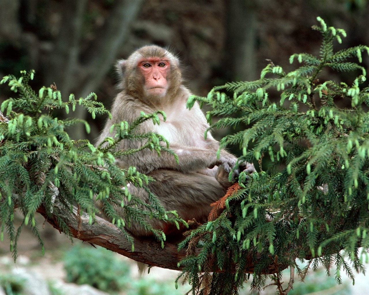 Monkey orangutan tapety (1) #6 - 1280x1024