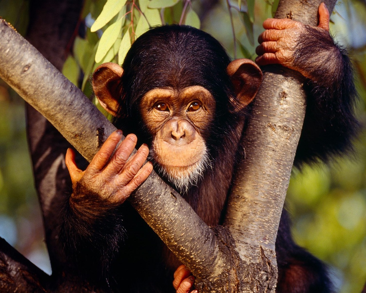 Monkey orangutan tapety (1) #10 - 1280x1024