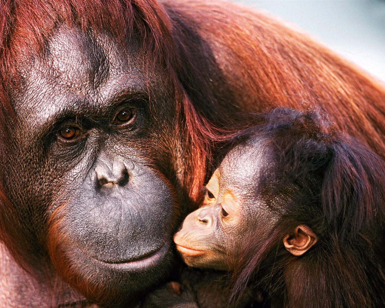 Monkey orangutan tapety (1) #11 - 1280x1024