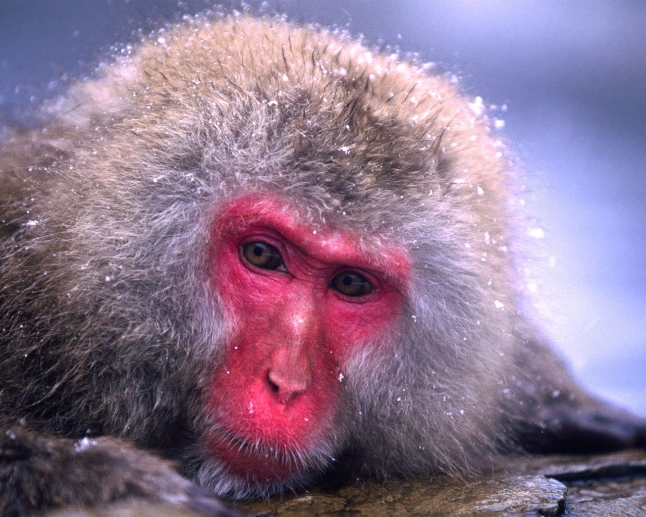 Monkey orangutan tapety (1) #14 - 1280x1024