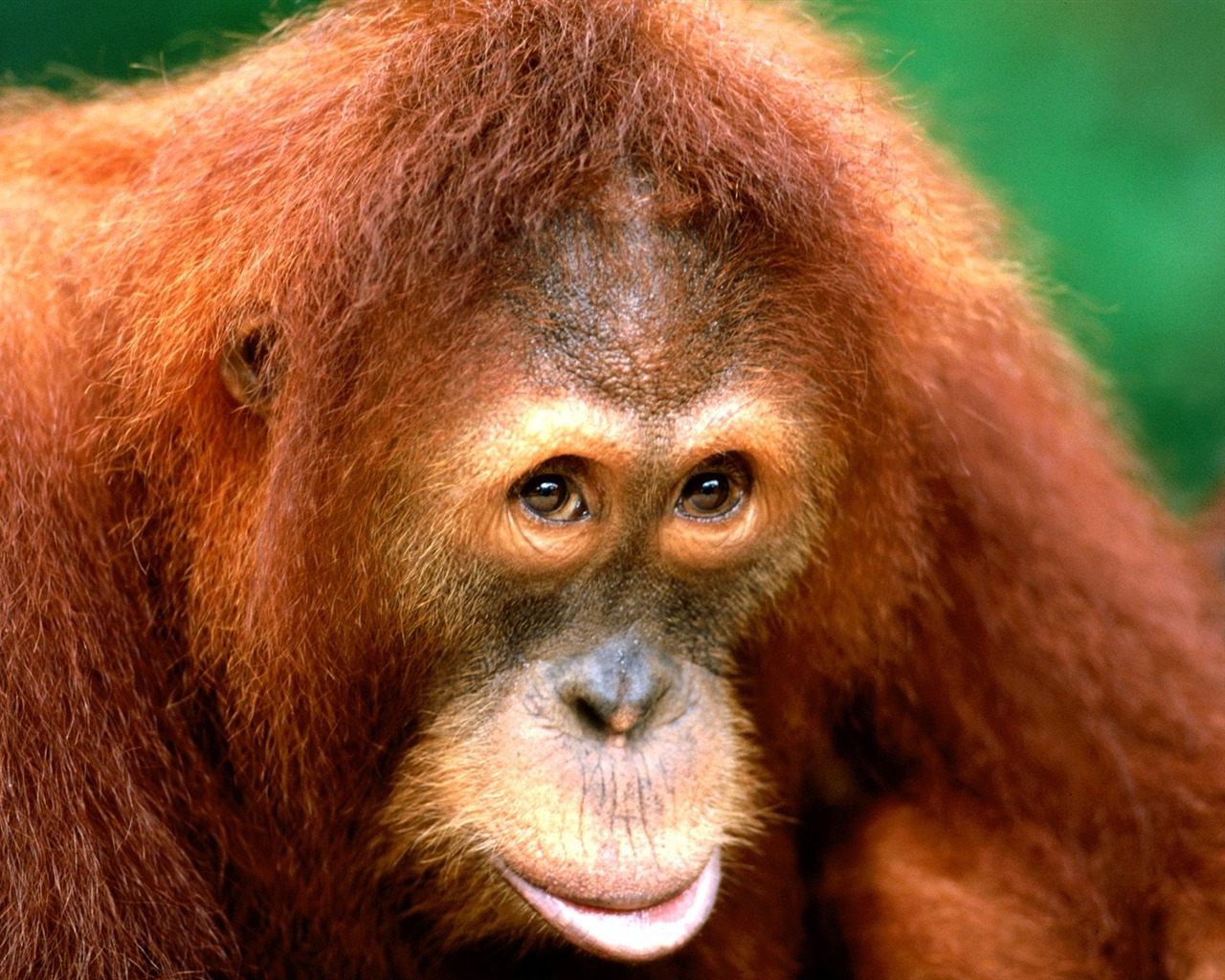 Monkey orangutan tapety (1) #16 - 1280x1024
