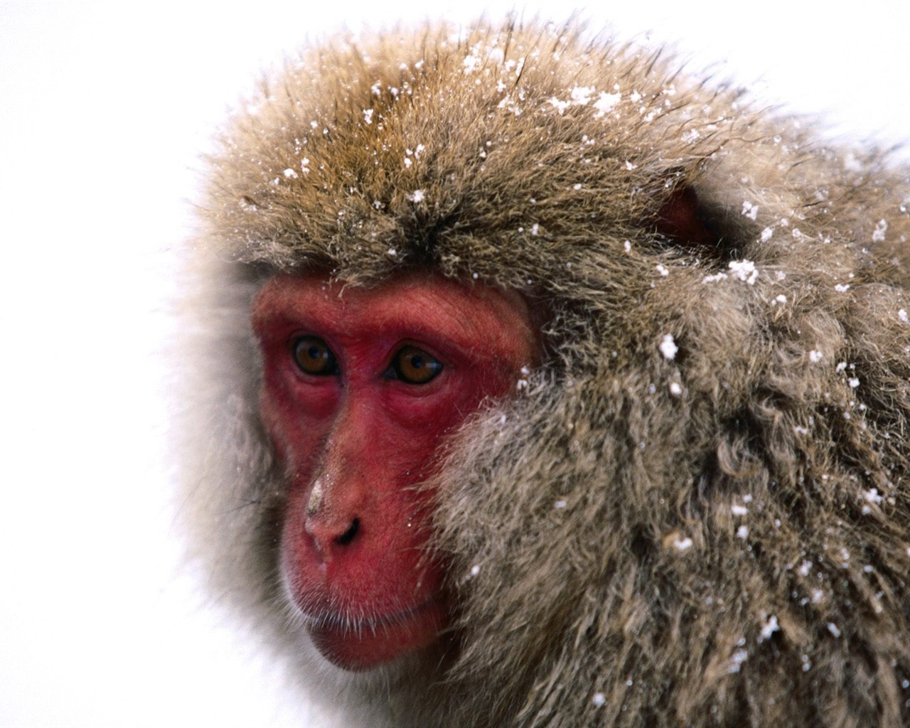 Monkey orangutan tapety (1) #17 - 1280x1024