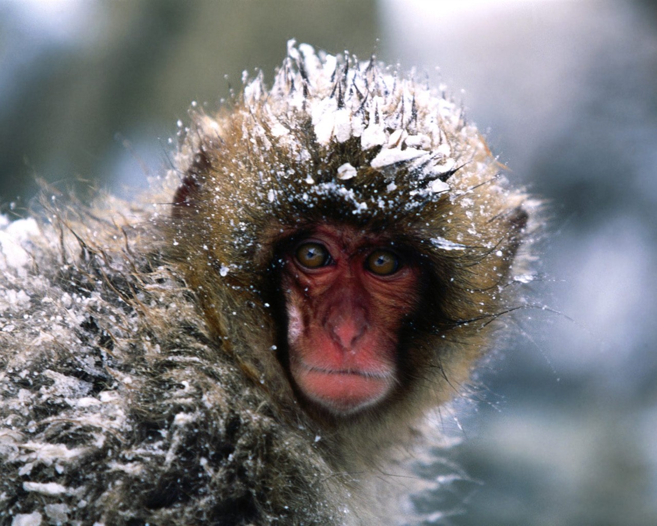 Monkey orangutan tapety (1) #19 - 1280x1024