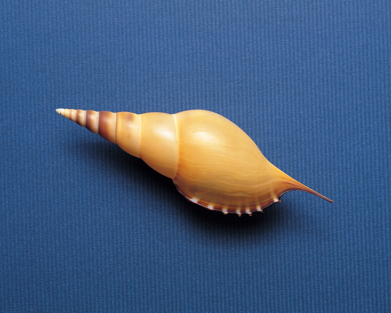 Conch Shell wallpaper album (3) #2 - 1280x1024