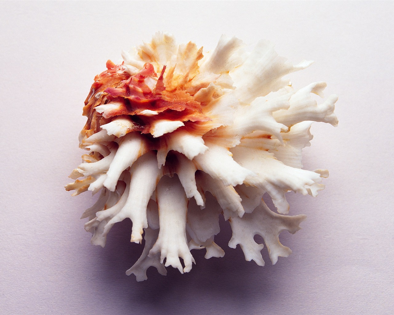 Conch Shell wallpaper album (3) #4 - 1280x1024