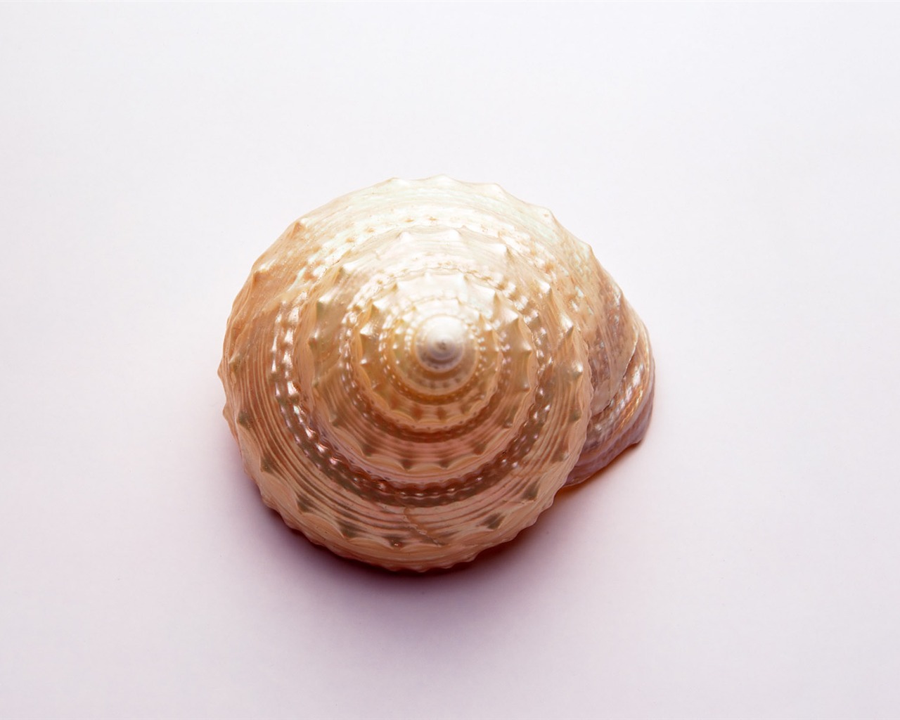 Conch Shell wallpaper album (3) #9 - 1280x1024
