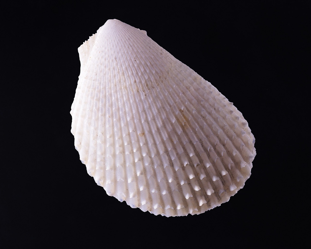 Conch Shell wallpaper album (3) #11 - 1280x1024