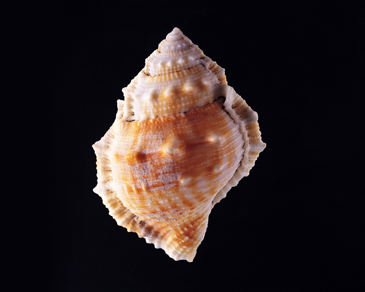 Conch Shell wallpaper album (3) #12 - 1280x1024