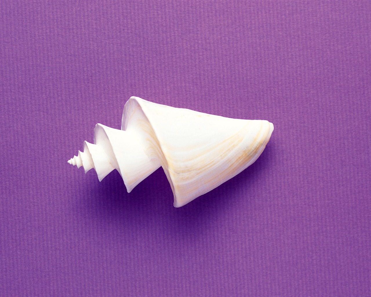 Conch Shell wallpaper album (3) #15 - 1280x1024