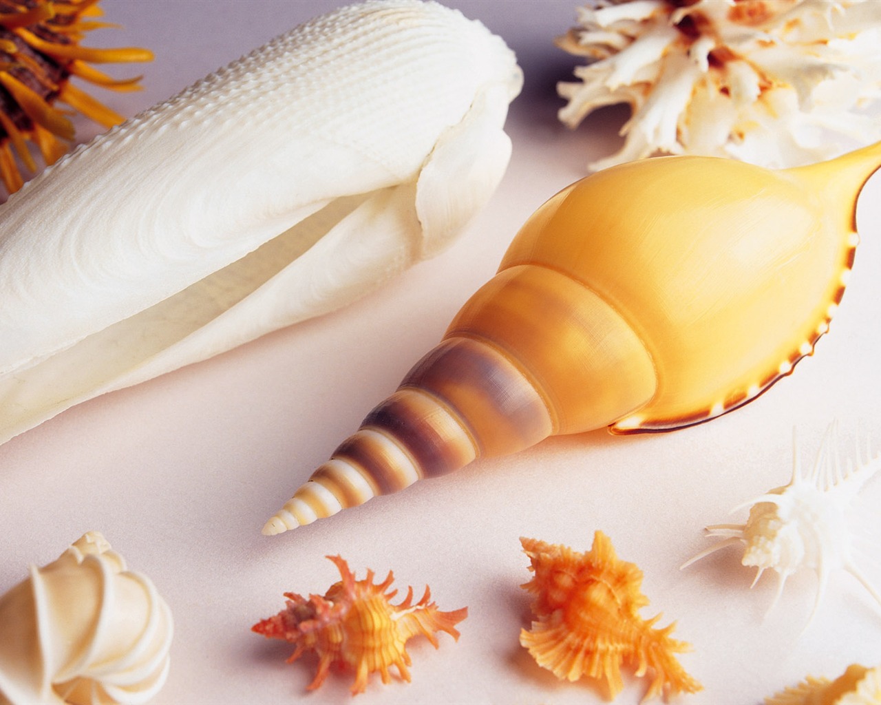 Conch Shell wallpaper album (3) #18 - 1280x1024