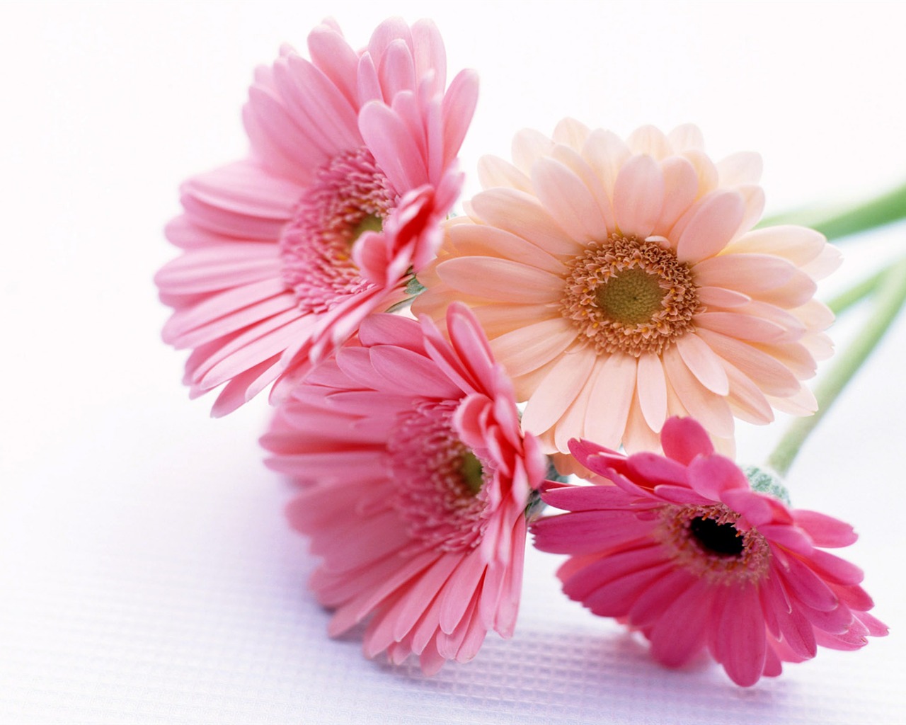Flowers close-up (24) #1 - 1280x1024