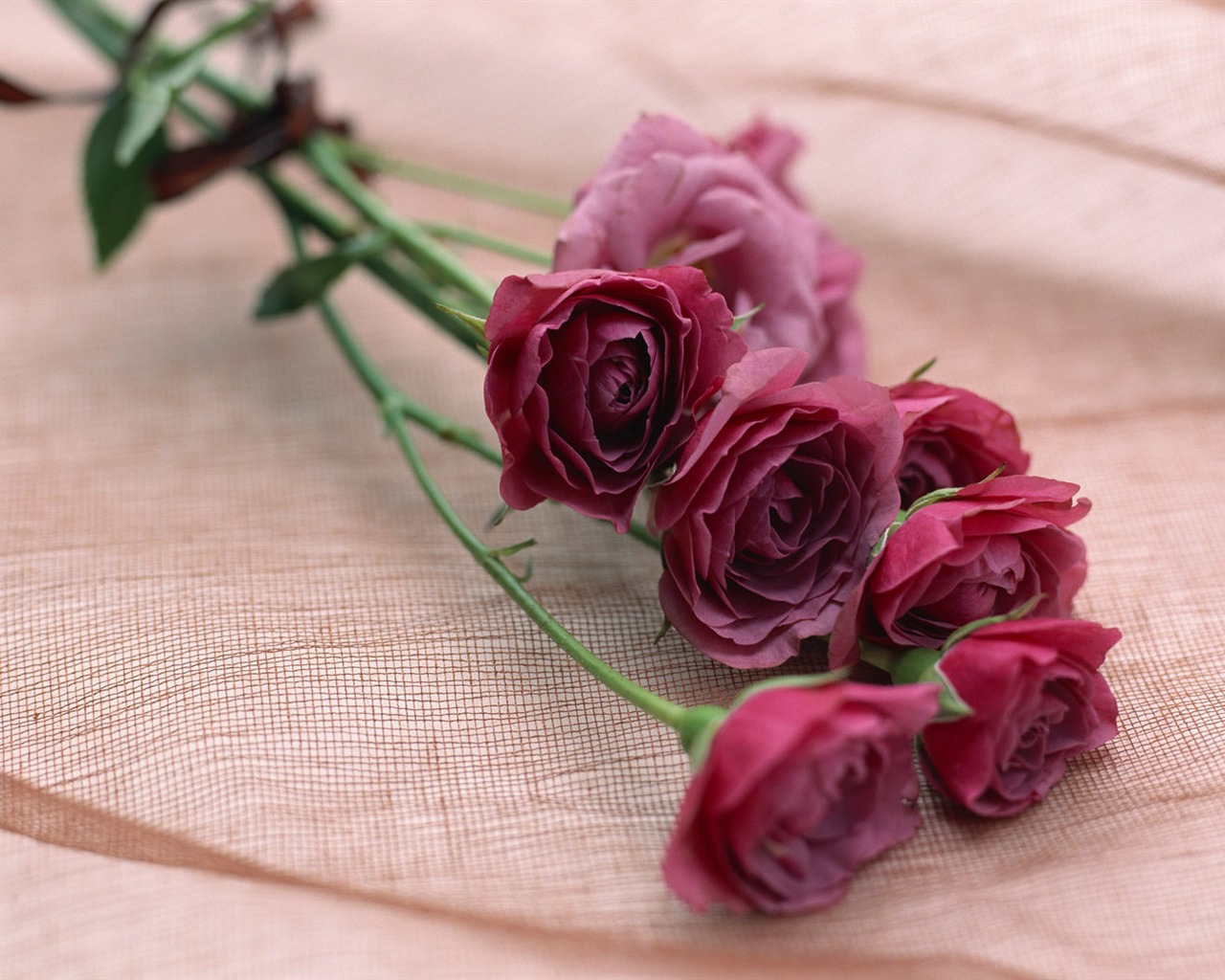 Flowers Widescreen Wallpaper #21 - 1280x1024