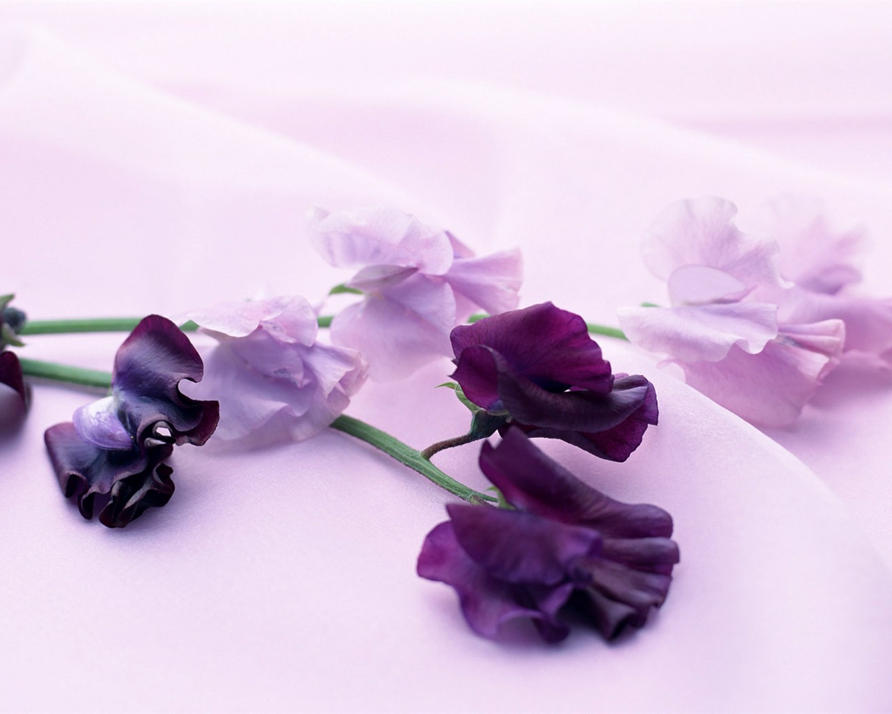 鮮花寬屏壁紙 #32 - 1280x1024