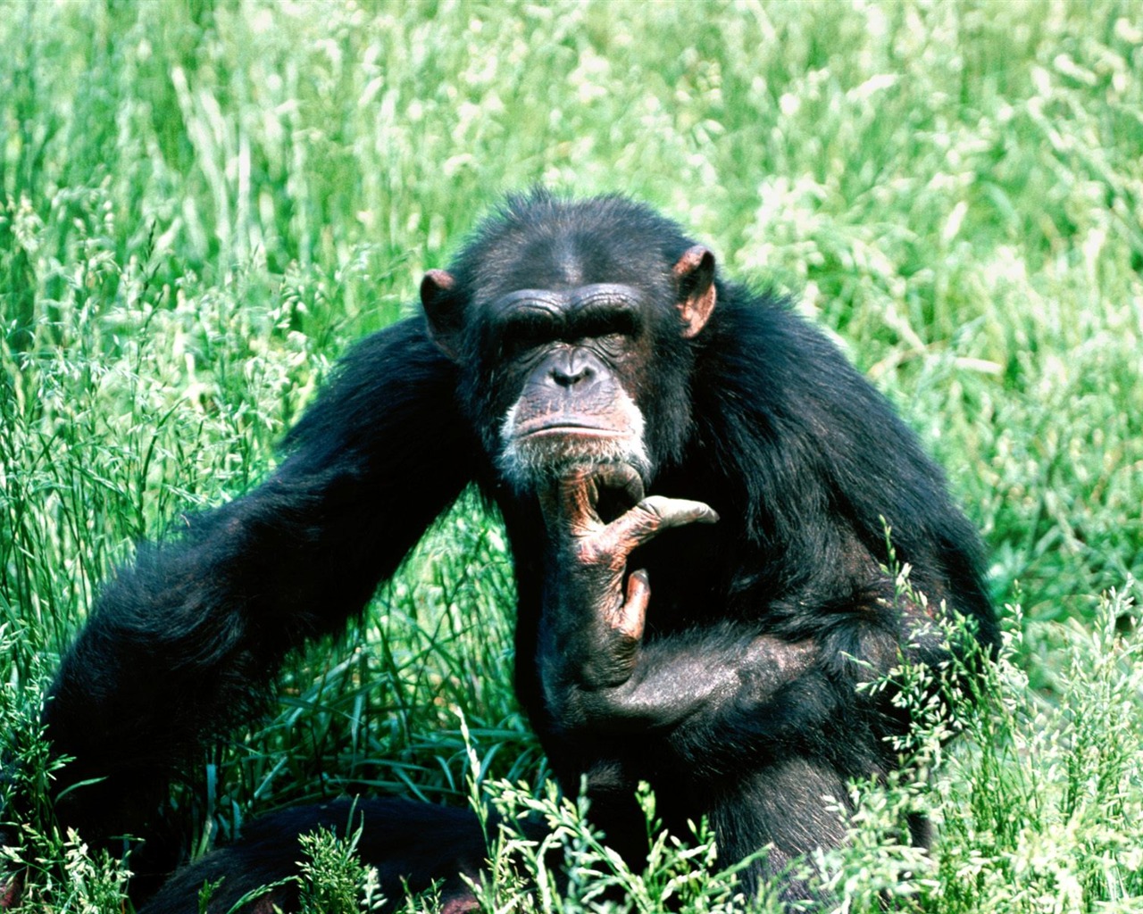 Monkey orangutan tapetu (2) #1 - 1280x1024