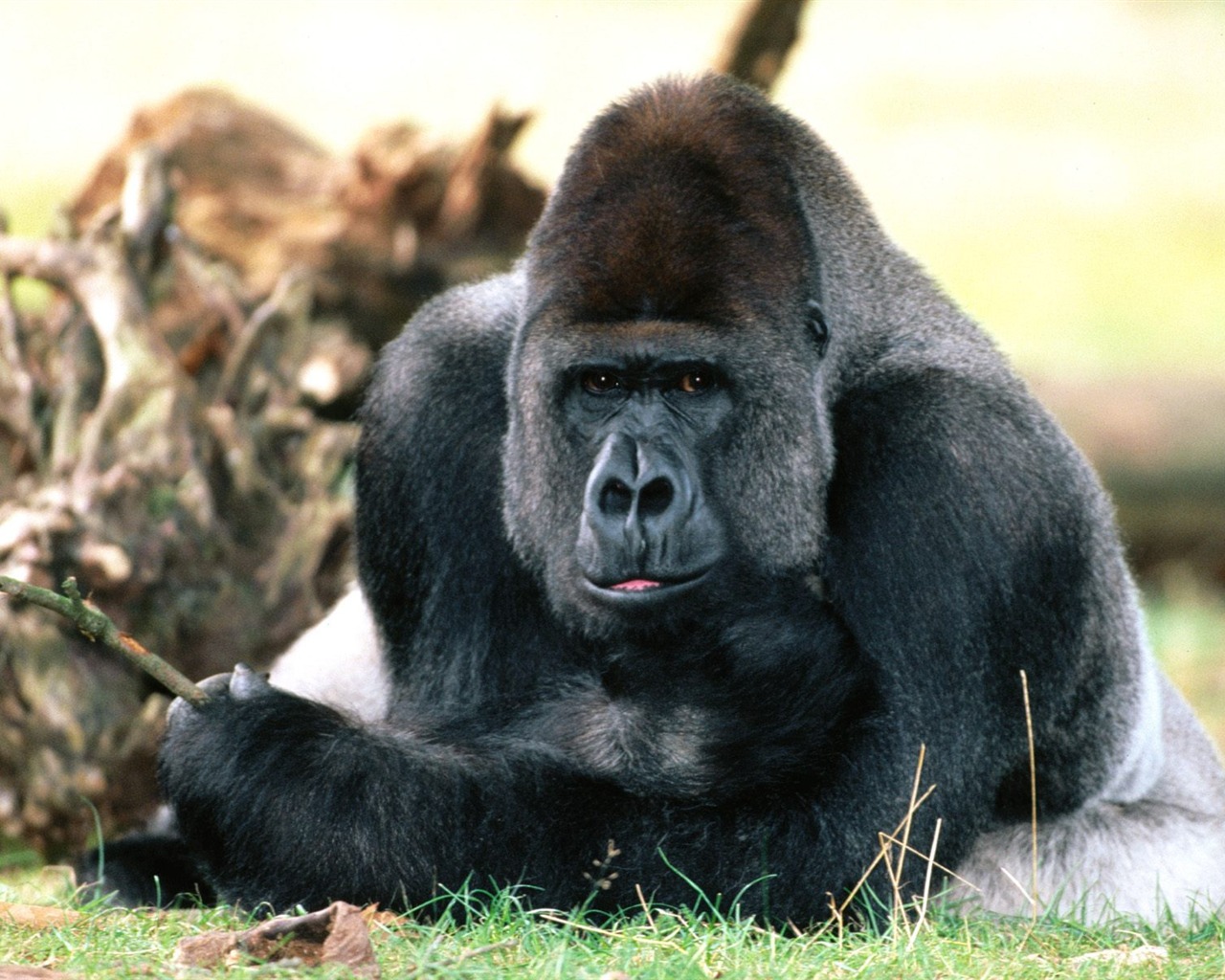 Monkey orangutan tapetu (2) #6 - 1280x1024