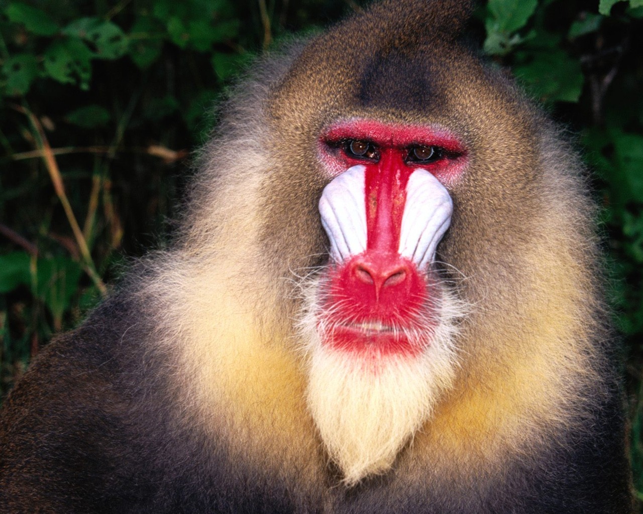 Monkey orangutan tapetu (2) #11 - 1280x1024