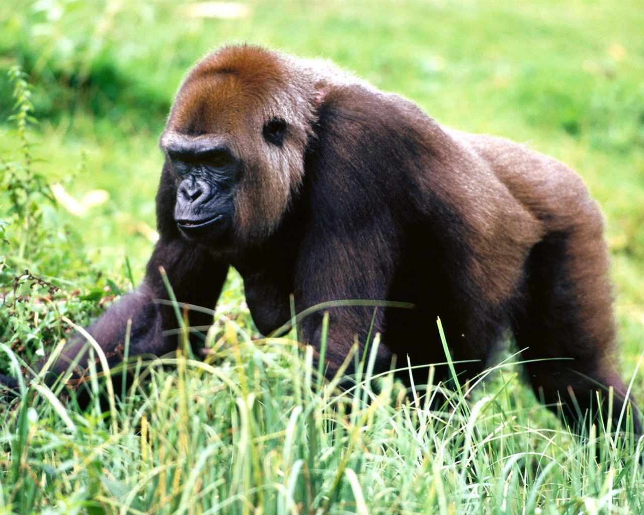 Monkey orangutan tapetu (2) #12 - 1280x1024