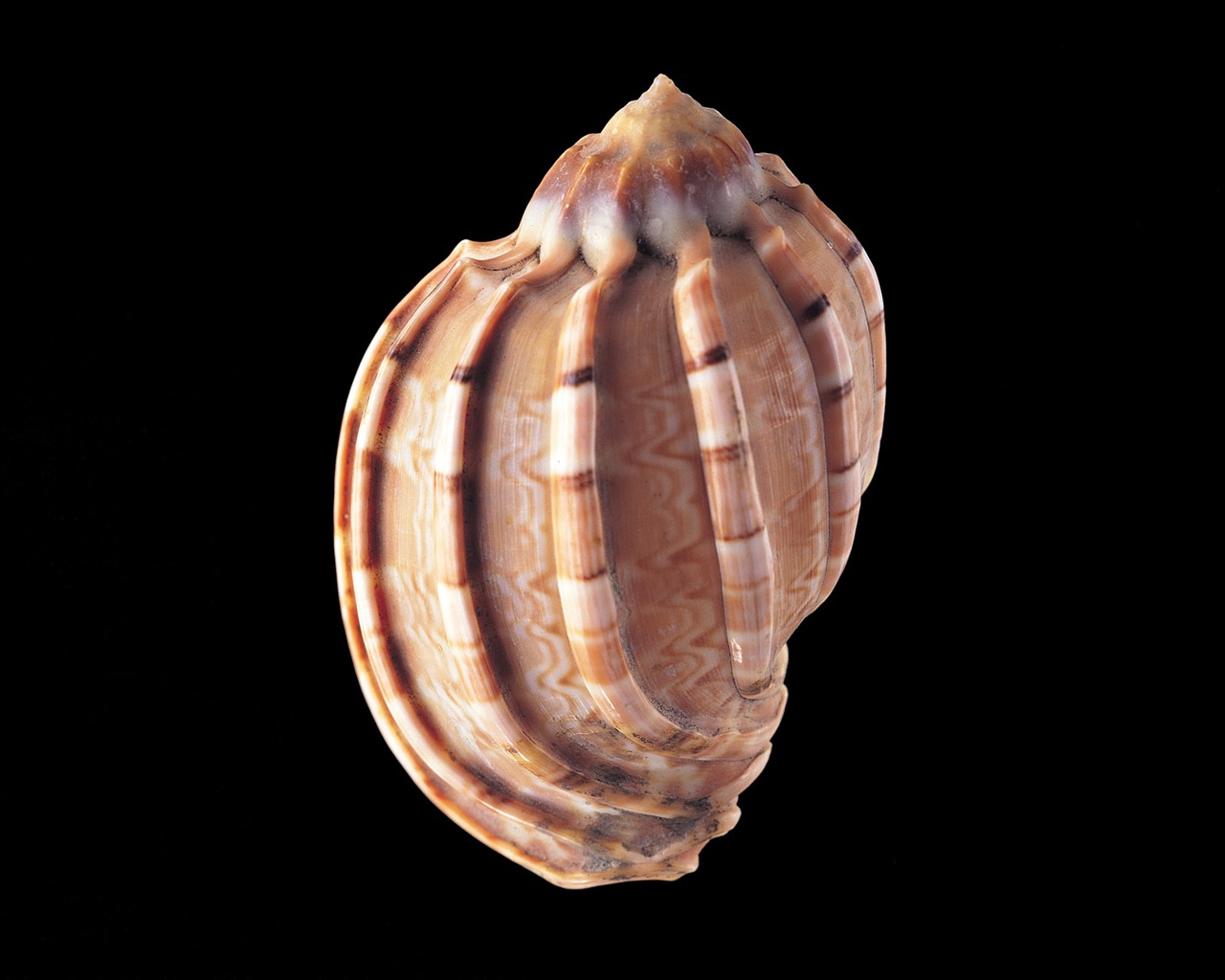 Conch Shell Tapete Album (4) #2 - 1280x1024