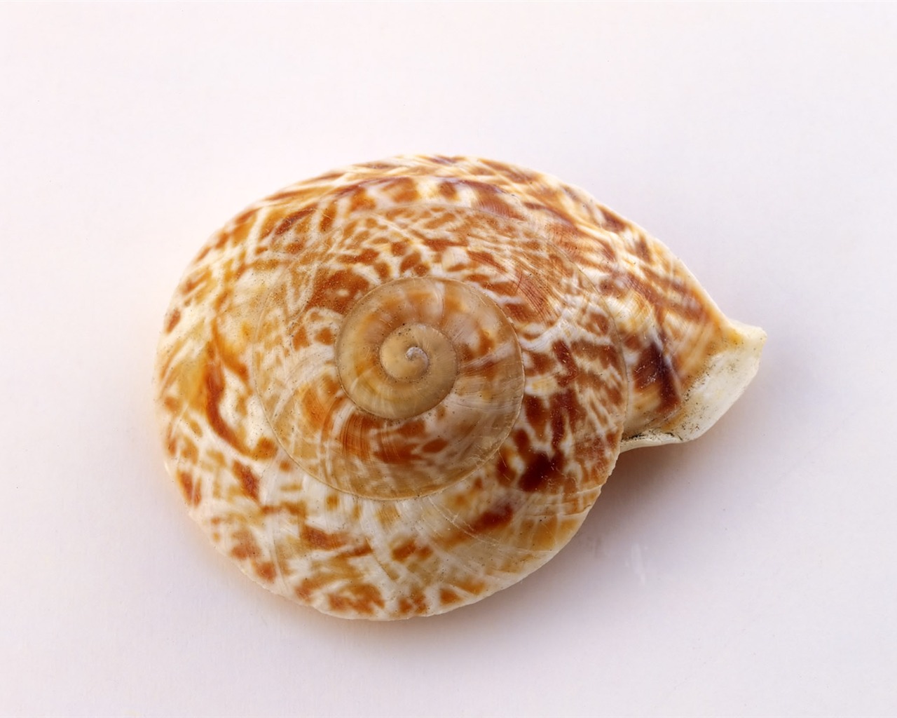 Conch Shell Tapete Album (4) #3 - 1280x1024