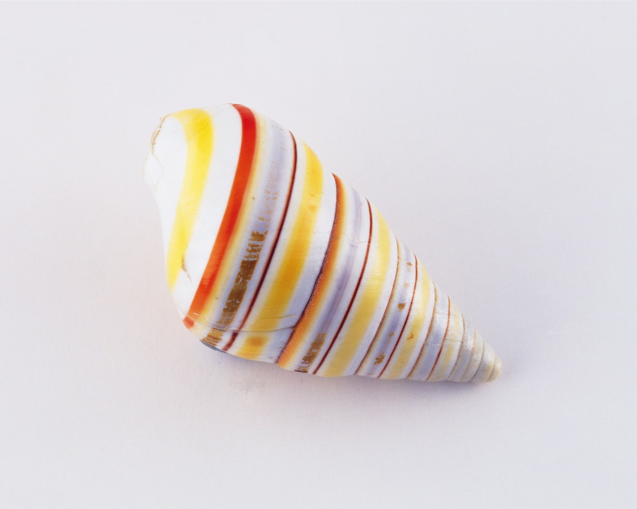 Conch Shell Tapete Album (4) #5 - 1280x1024