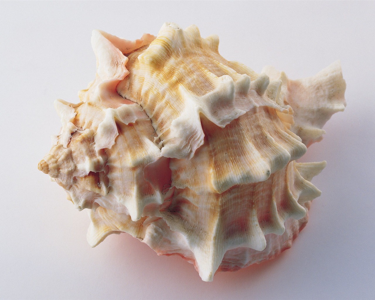 Conch Shell Tapete Album (4) #6 - 1280x1024