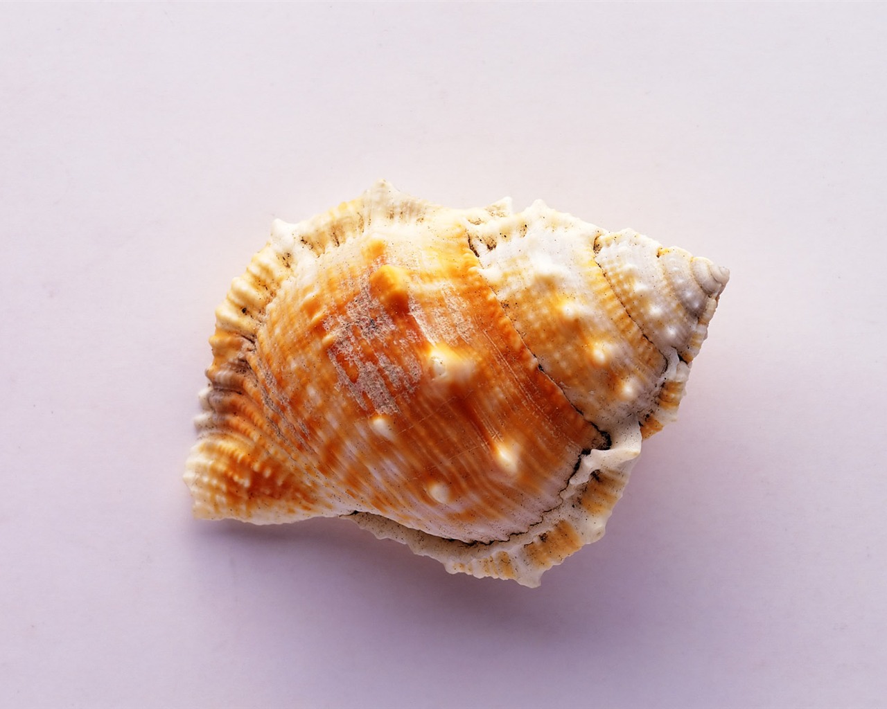 Conch Shell Tapete Album (4) #14 - 1280x1024