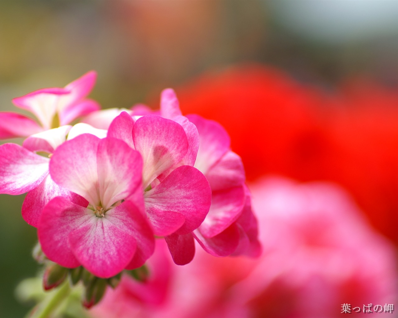Personal Flowers Wallpapers (2) #1 - 1280x1024