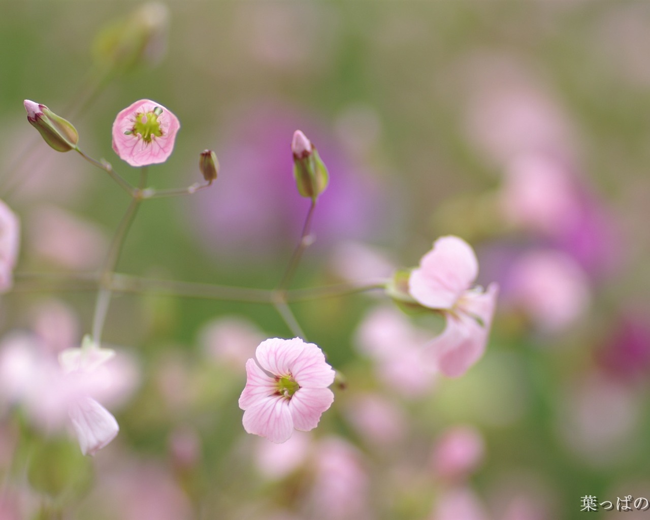 個人の花の壁紙(2) #30 - 1280x1024