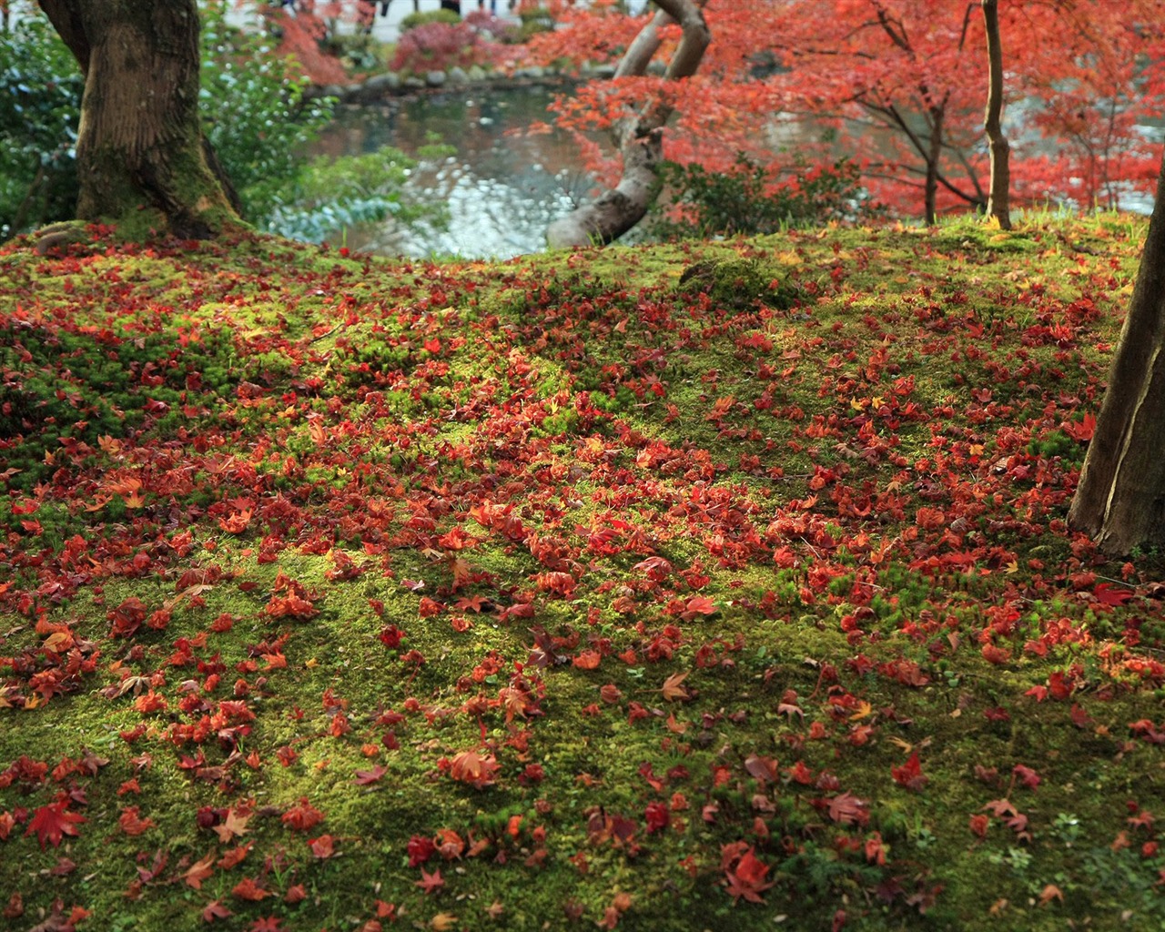 Maple Leaf wallpaper paved way #1 - 1280x1024