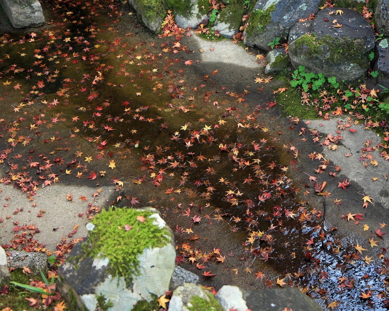Maple Leaf Tapete gepflasterten Weg #2 - 1280x1024