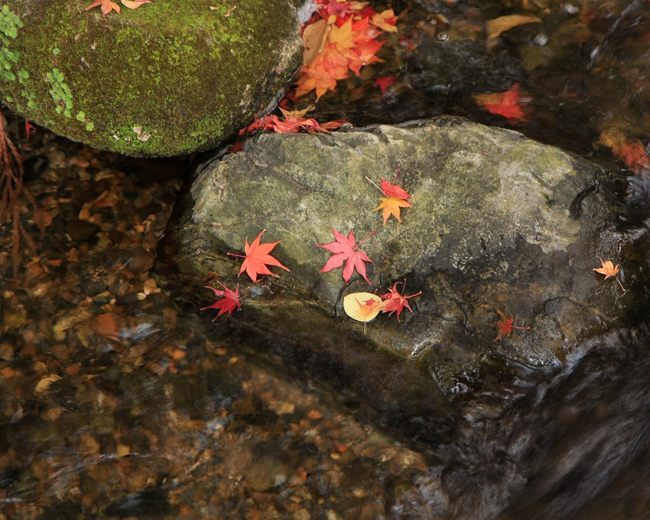 楓葉鋪滿地 壁紙 #4 - 1280x1024