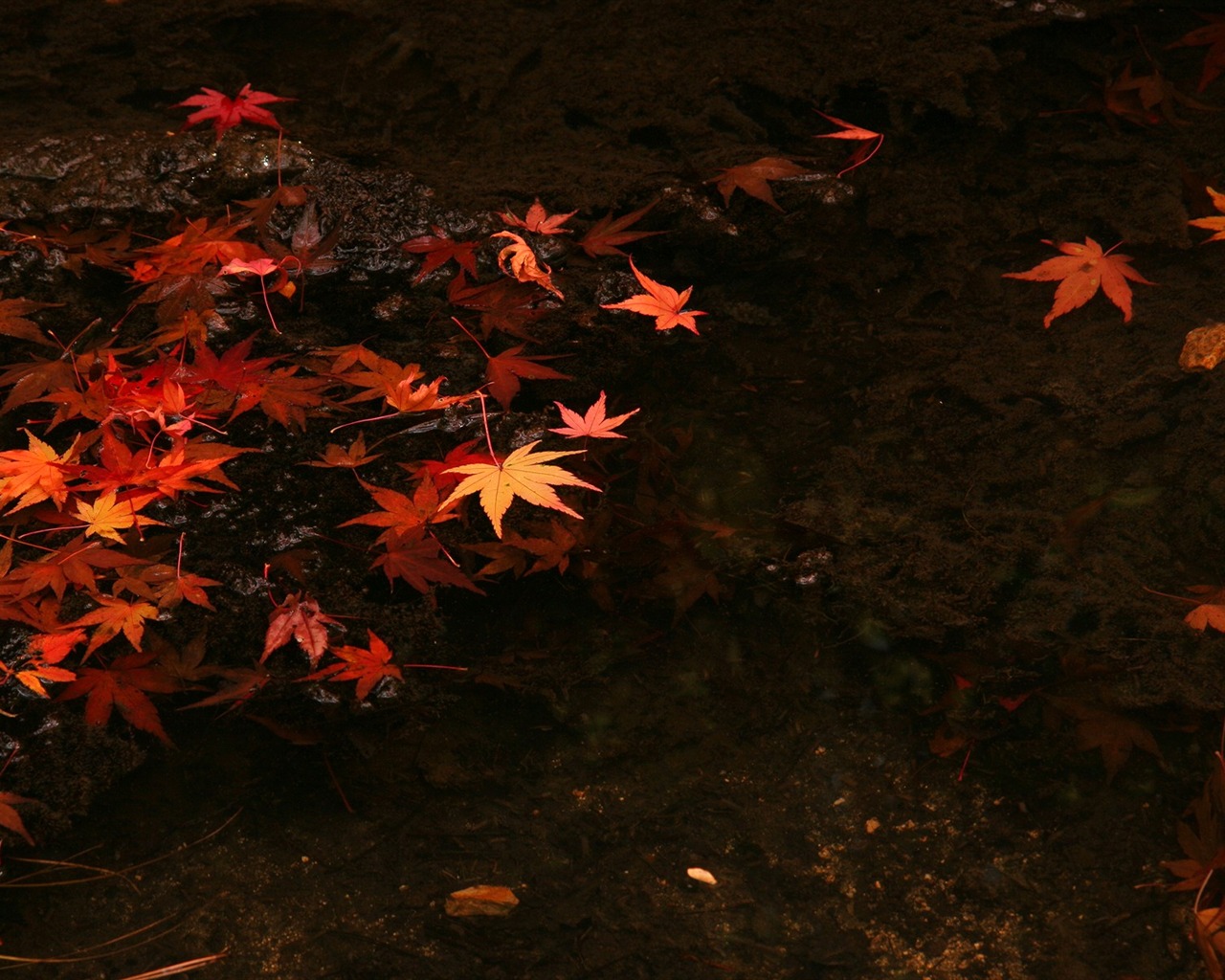 楓葉鋪滿地 壁紙 #5 - 1280x1024