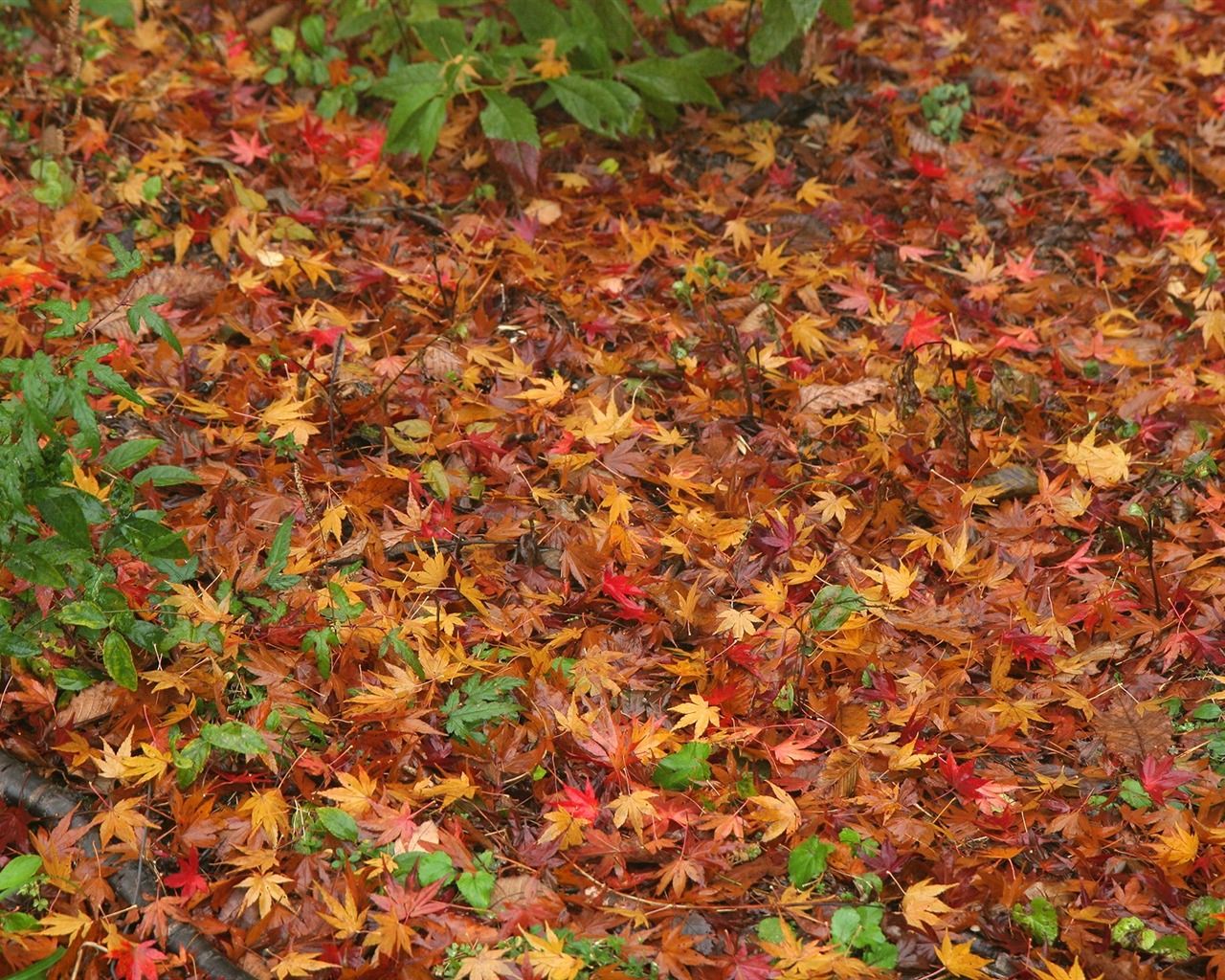 Maple Leaf Tapete gepflasterten Weg #6 - 1280x1024