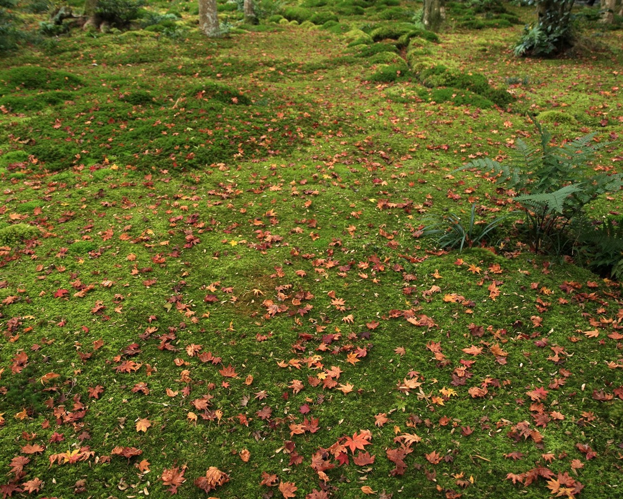 Maple Leaf Tapete gepflasterten Weg #7 - 1280x1024