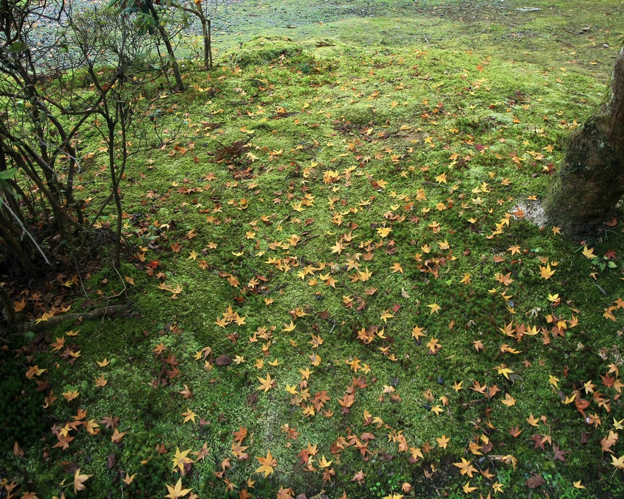Maple Leaf Tapete gepflasterten Weg #8 - 1280x1024