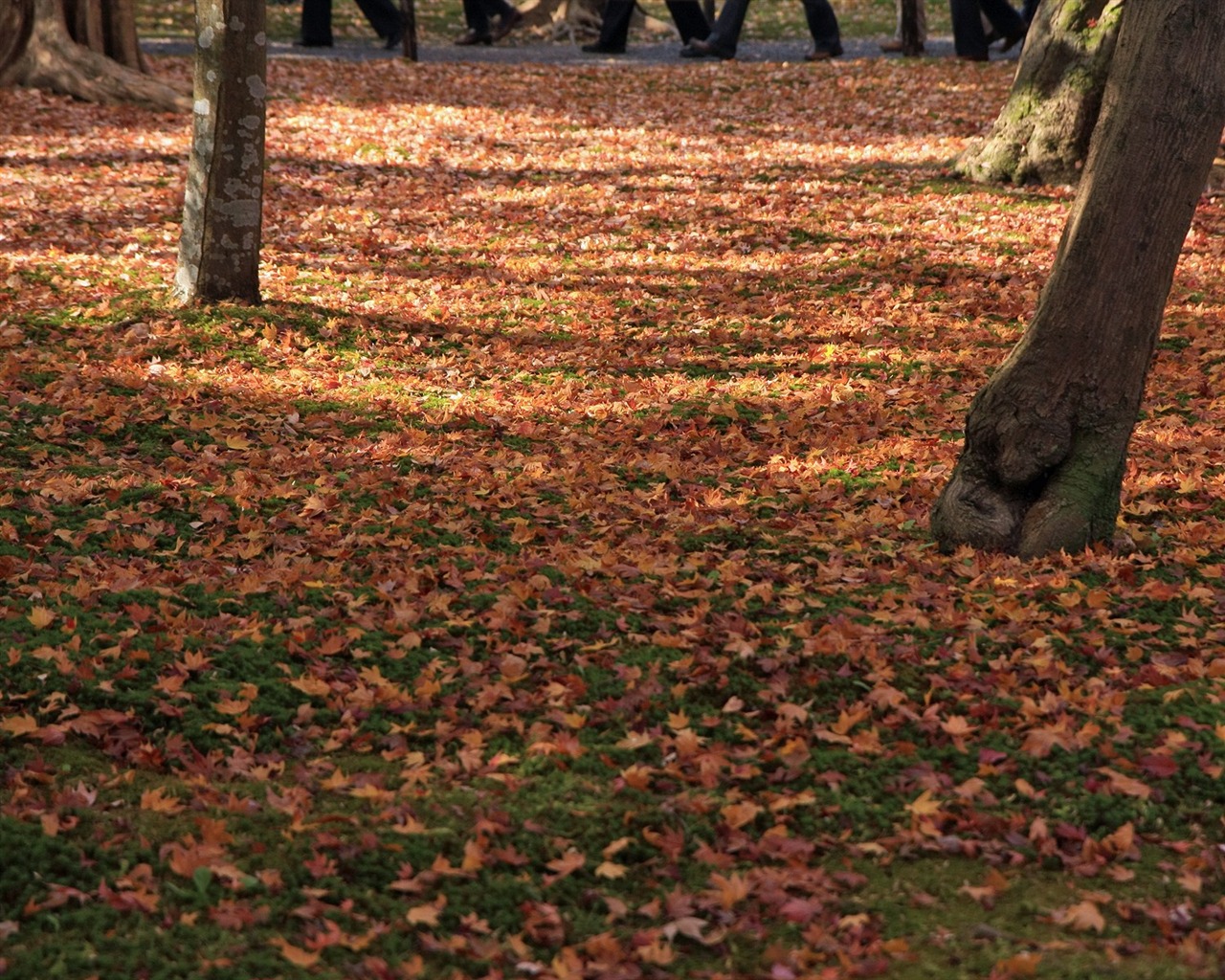 Maple Leaf Tapete gepflasterten Weg #9 - 1280x1024