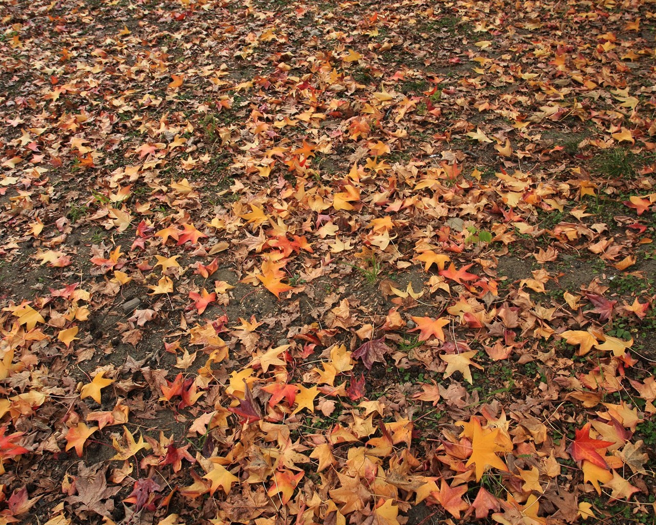 Maple Leaf Tapete gepflasterten Weg #10 - 1280x1024