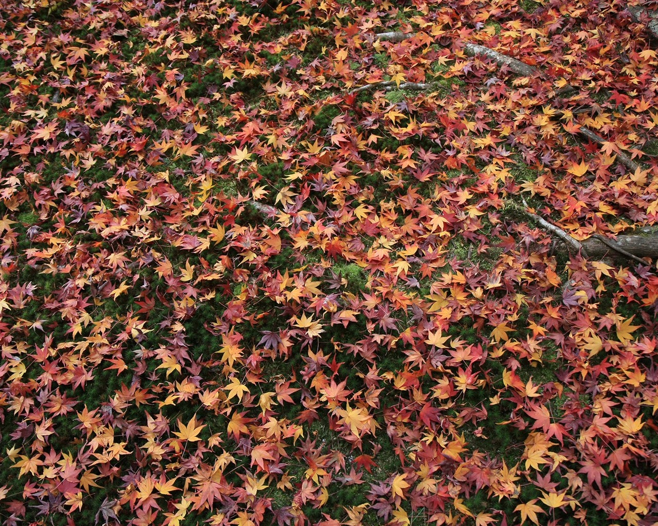 Maple Leaf façon papier peint ouvert #11 - 1280x1024