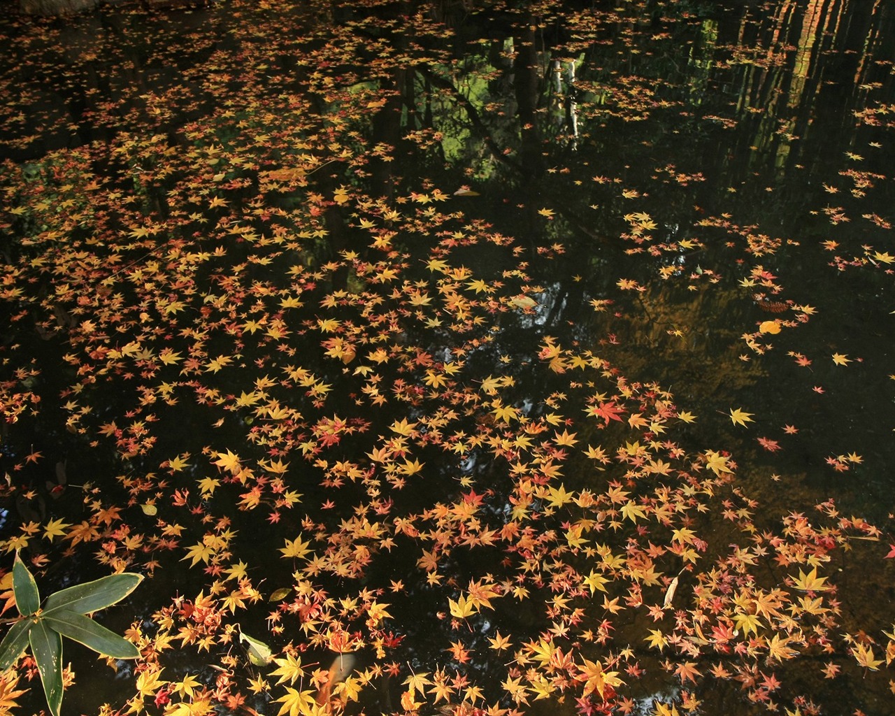 Maple Leaf Tapete gepflasterten Weg #12 - 1280x1024