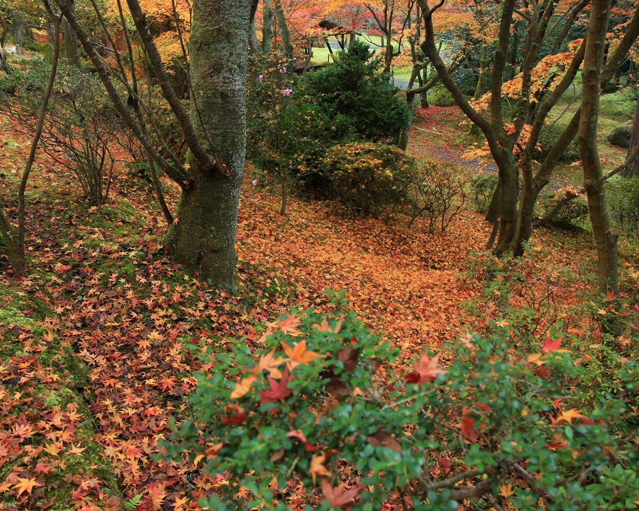 Maple Leaf Tapete gepflasterten Weg #16 - 1280x1024