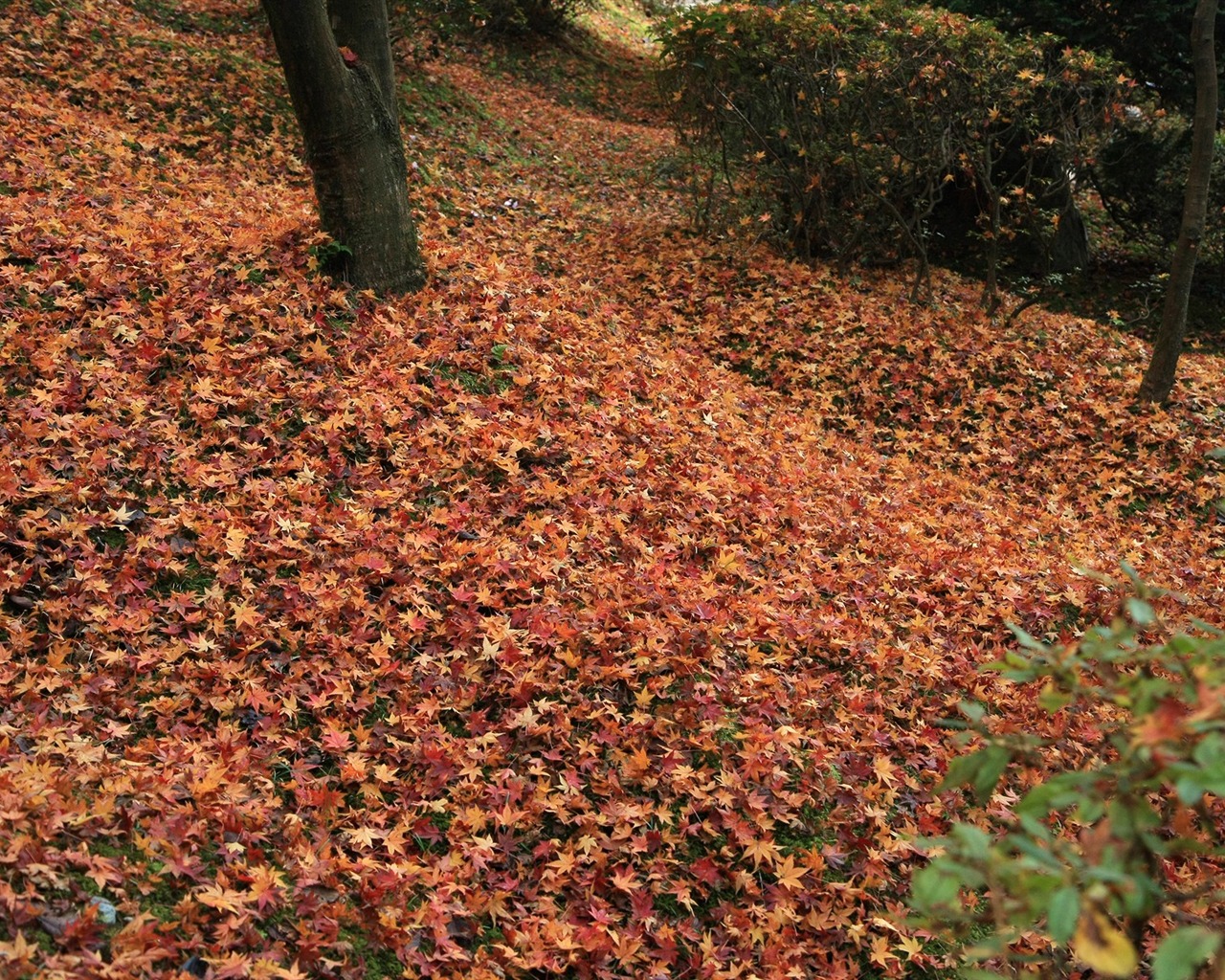 Maple Leaf Tapete gepflasterten Weg #17 - 1280x1024