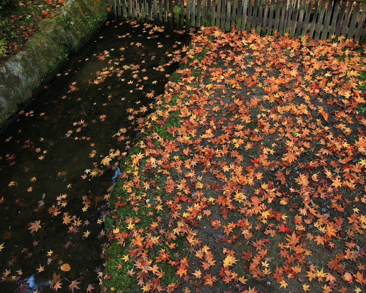 Maple Leaf Tapete gepflasterten Weg #18 - 1280x1024