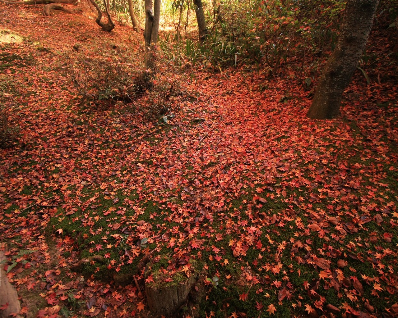 Maple Leaf Tapete gepflasterten Weg #19 - 1280x1024
