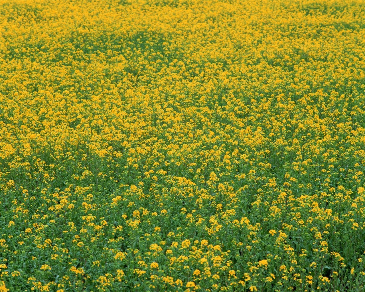 Natural Scenery Highlights (10) #2 - 1280x1024