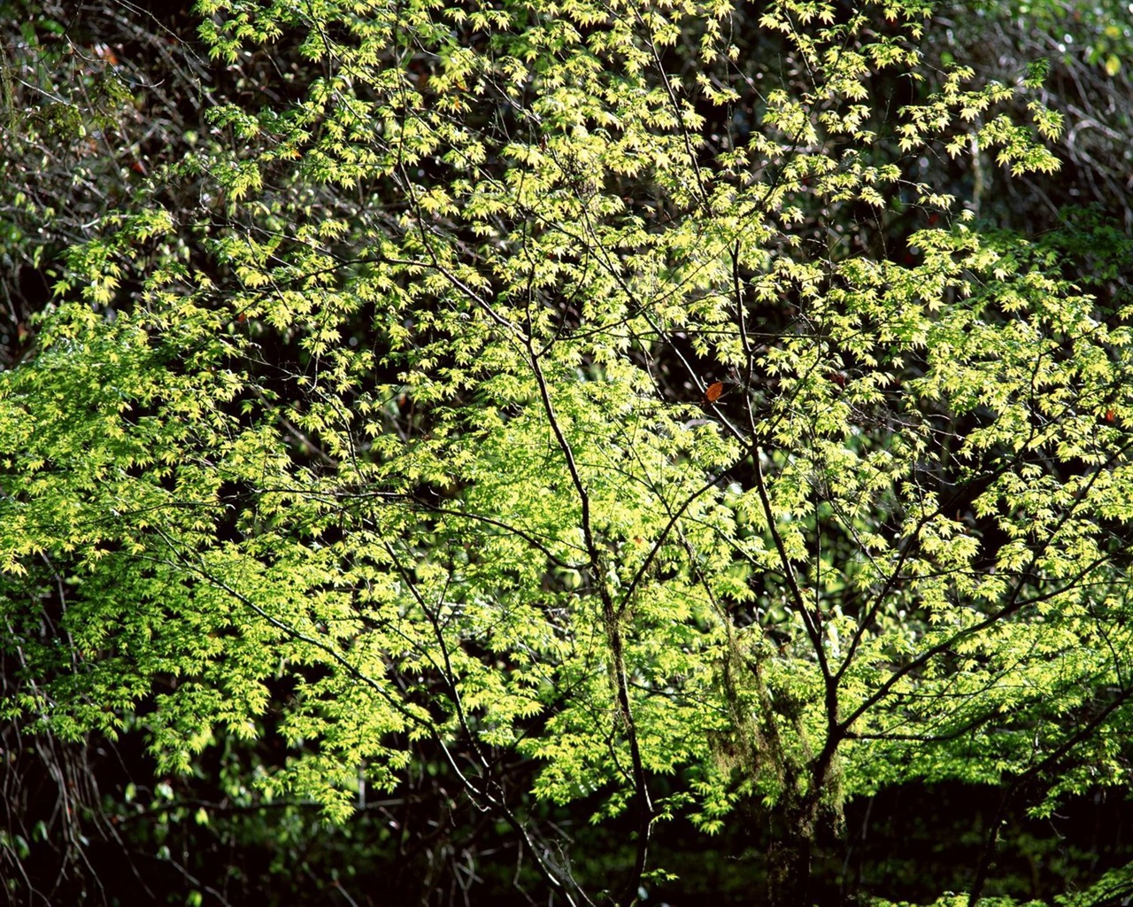 přírodní scenérii Highlights (10) #29 - 1280x1024