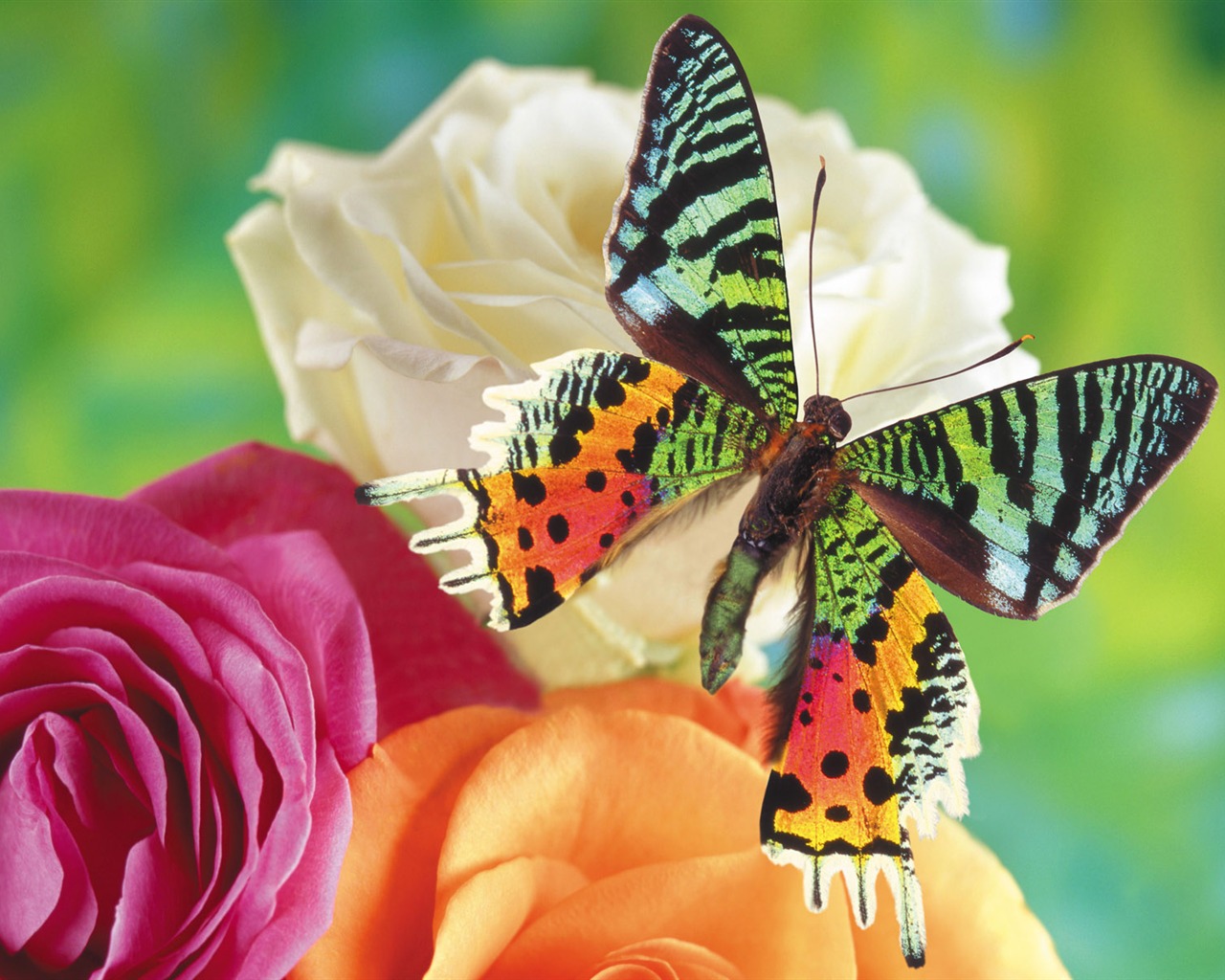 Las mariposas y las flores fondos de escritorio de disco (1) #1 - 1280x1024