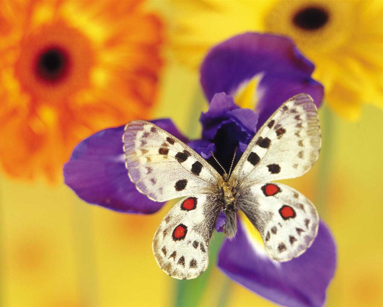 Las mariposas y las flores fondos de escritorio de disco (1) #5 - 1280x1024