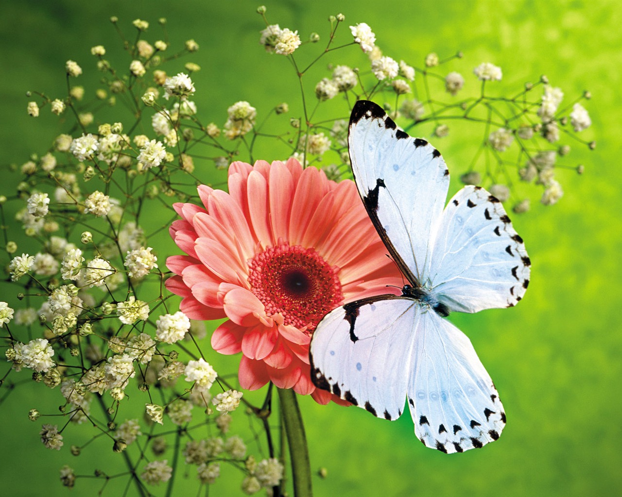 Las mariposas y las flores fondos de escritorio de disco (1) #8 - 1280x1024
