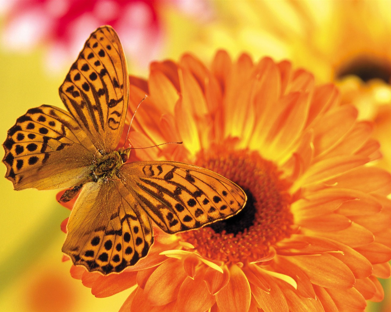 Las mariposas y las flores fondos de escritorio de disco (1) #9 - 1280x1024