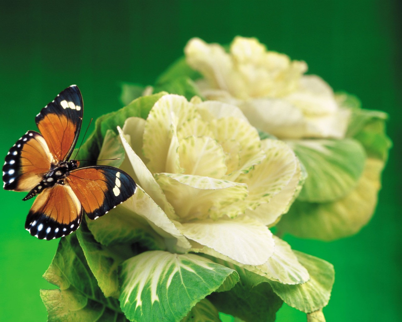 motýli a květiny tapety album (1) #13 - 1280x1024